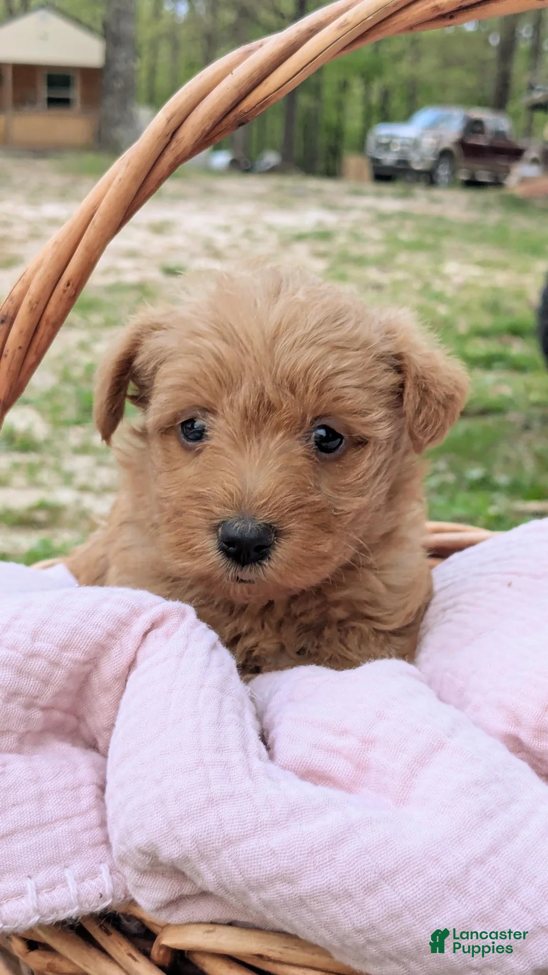 Mixed Breed dogs for sale: Maggie - Ad 1