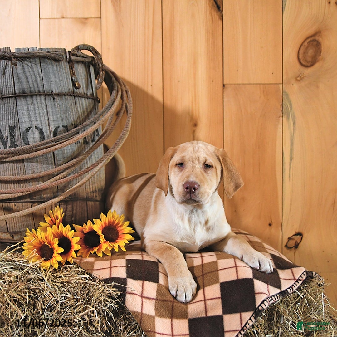 Labrador Retriever dogs for sale: Princess - Ad 2