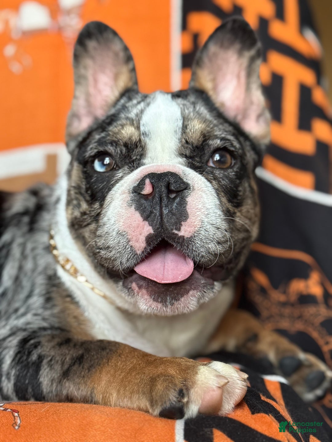 French Bulldog dogs for sale: Marcus - Ad 3