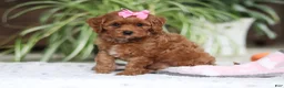 Cavapoo dogs for sale: Myla - Ad 2
