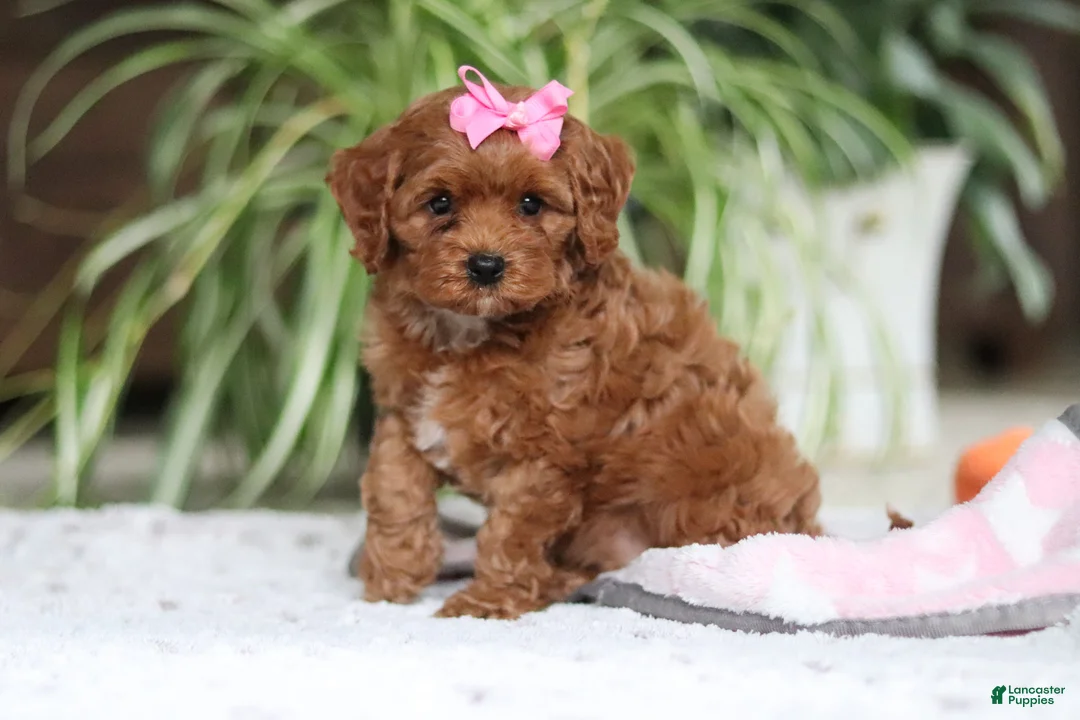 Cavapoo dogs for sale: Myla - Ad 2