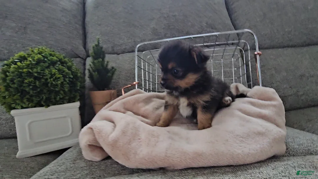 Mixed Breed dogs for sale: Louis - Ad 6