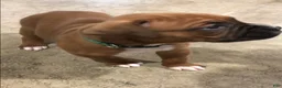 Boxer dogs for sale: Boxer Puppy 2 - Ad 3