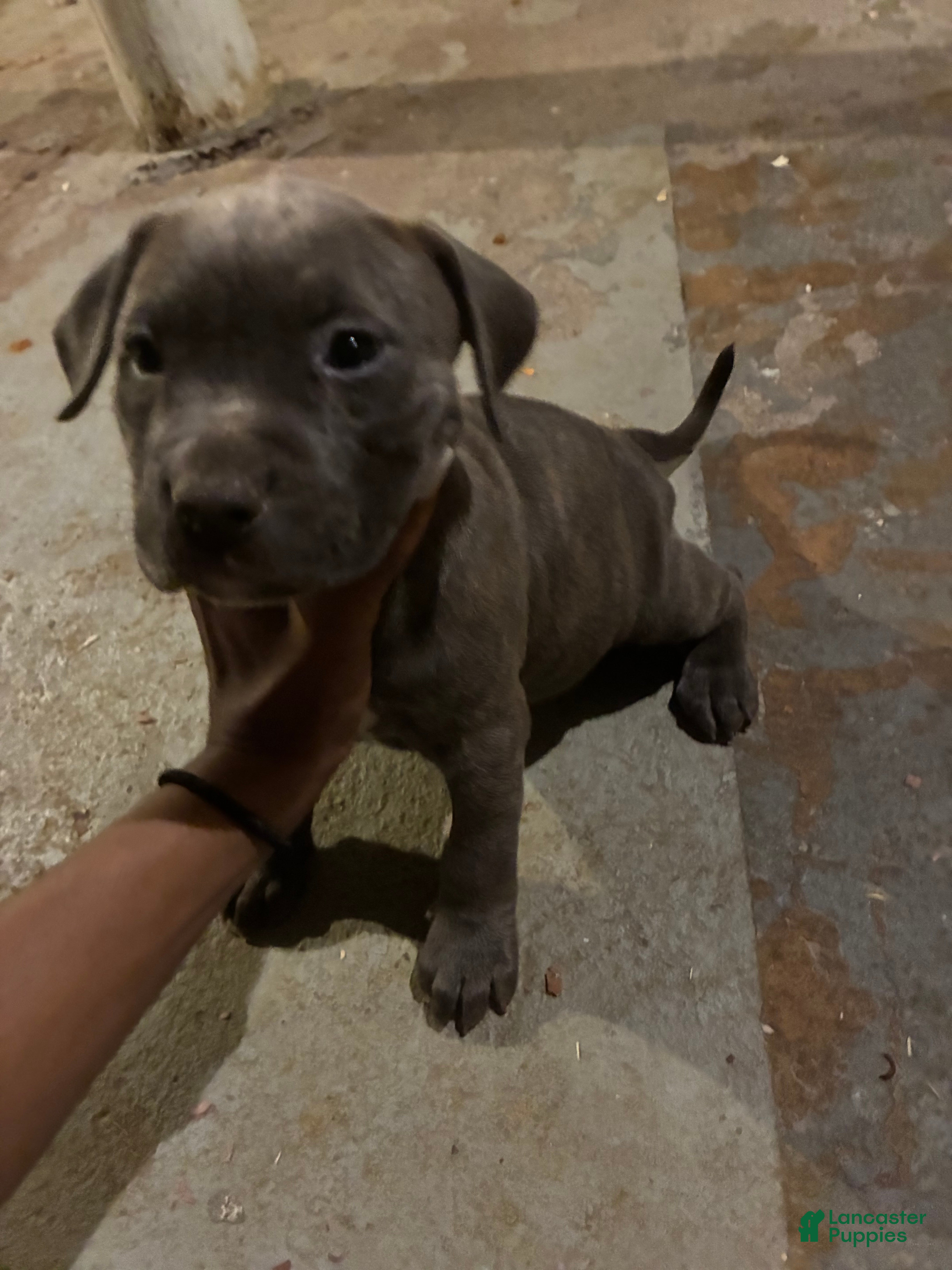 American Pit Bull Terrier dogs Tara - Ad 25