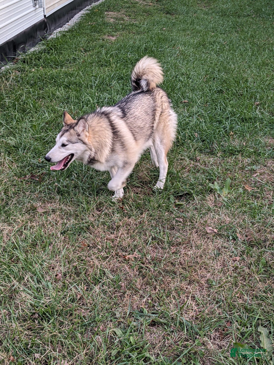 Alaskan Malamute dogs for sale: Leia - Ad 2