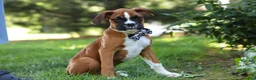 Boxer dogs for sale: Annie - Ad 9