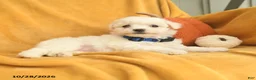 Bichon Frise dogs for sale: Henry  - Ad 4