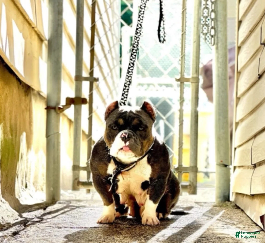 American Bully dogs for sale: American Bully Puppy 3 - Ad 14