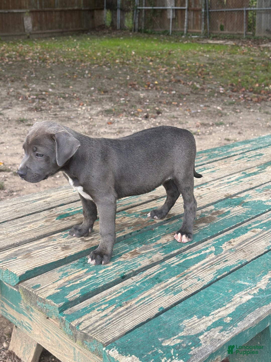 American Bully dogs for sale: Dream - Ad 4