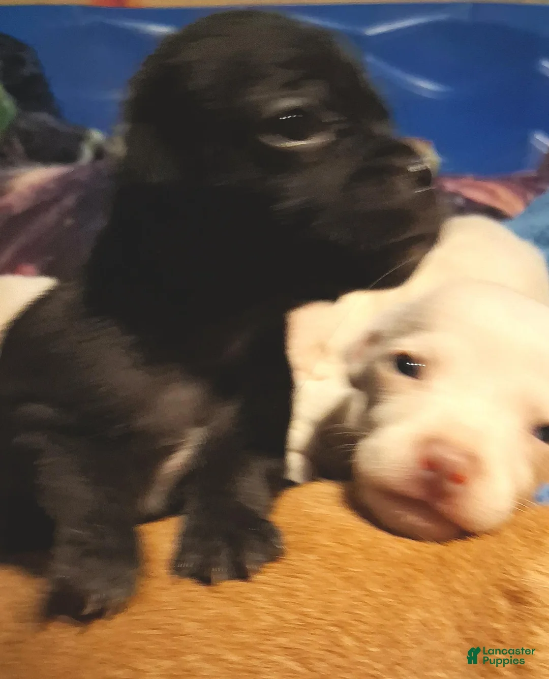 Chihuahua dogs for sale: Chihuahua 3 - Ad 1