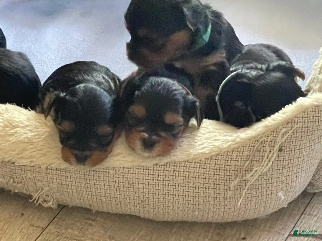 Yorkshire Terrier dogs for sale: Yorkshire Terrier 1 - Ad 4