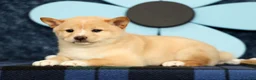 Shiba Inu dogs for sale: Kayla - Ad 5