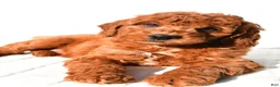Mini Goldendoodle dogs for sale: Pumpkin  - Ad 1
