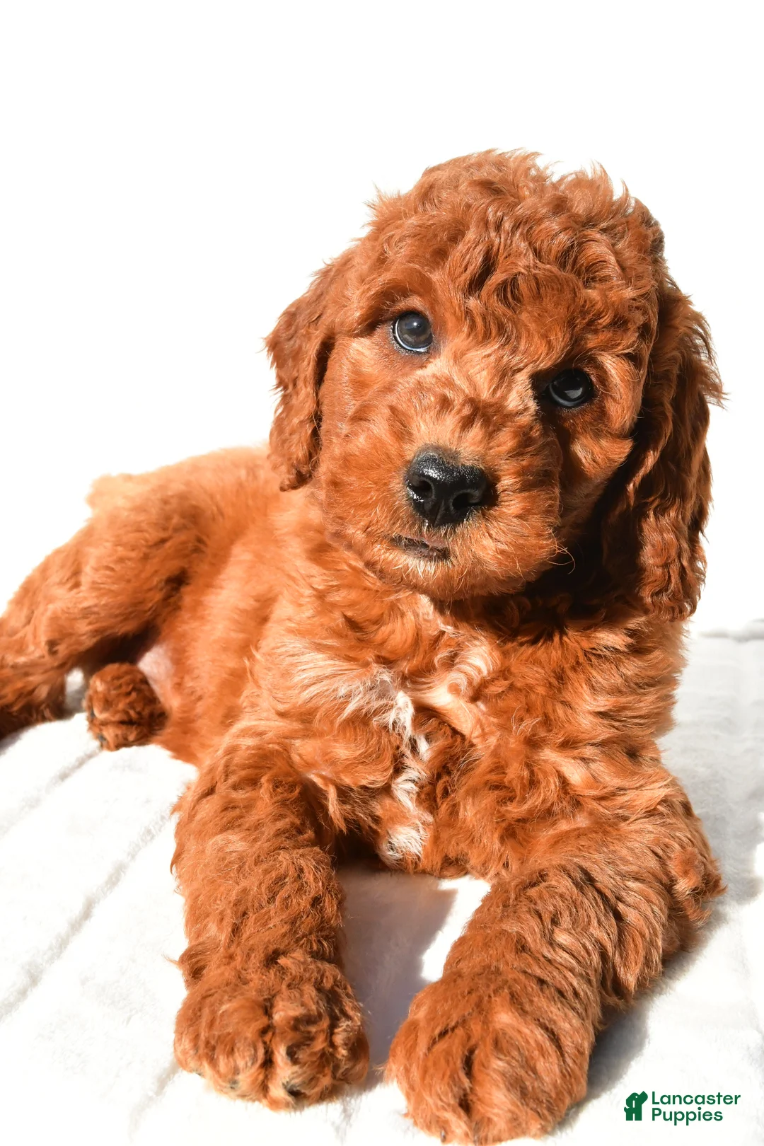 Mini Goldendoodle dogs for sale: Pumpkin  - Ad 1