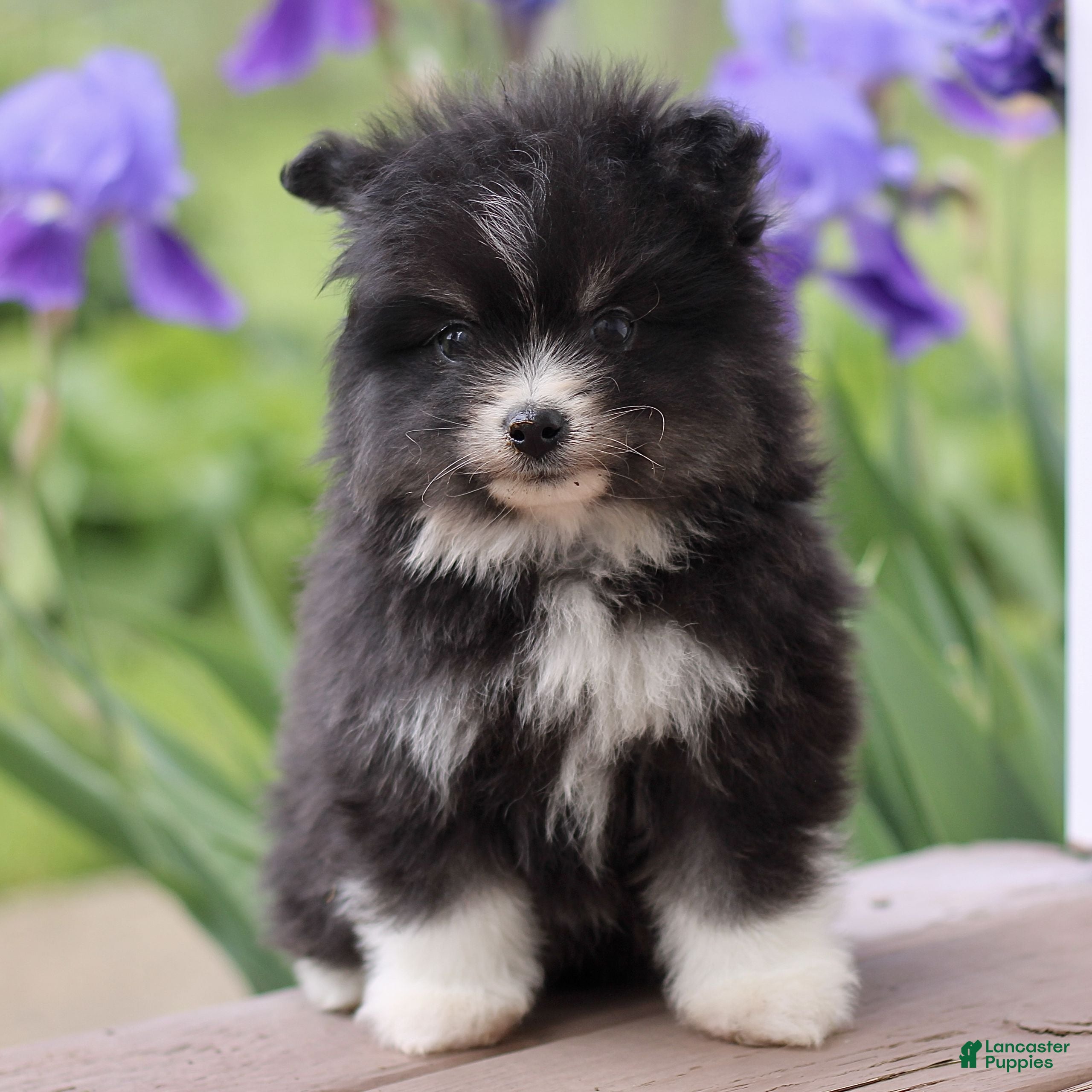 Pomsky dogs Max  - Ad 1