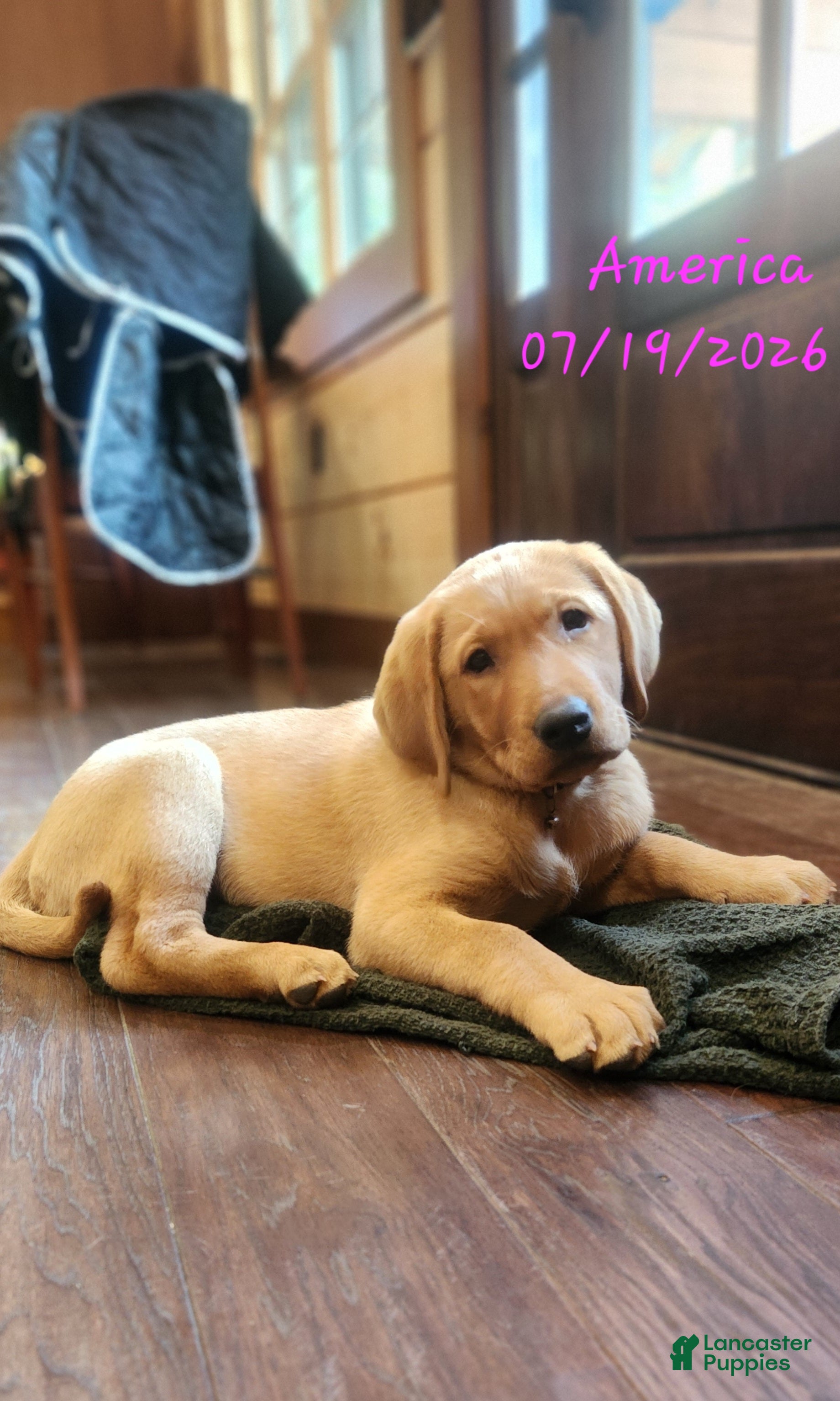 Labrador Retriever dogs America - Ad 1