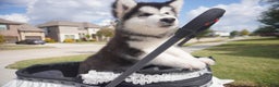 Alaskan Malamute dogs for sale: Xiao Cheng - Ad 14