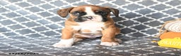 Boxer dogs for sale: Thomas - Ad 5
