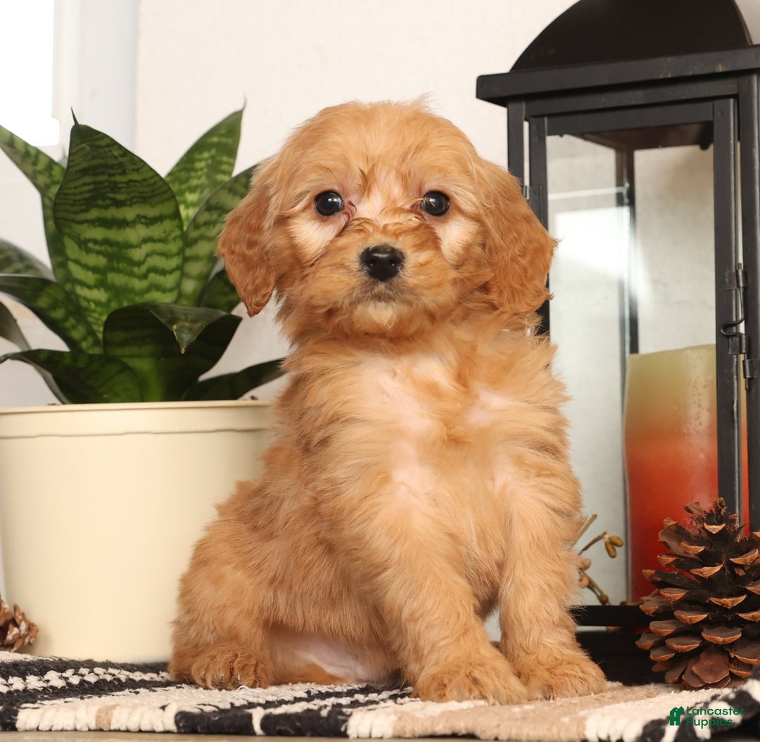 Mini Goldendoodle dogs for sale: Mitch - Ad 5