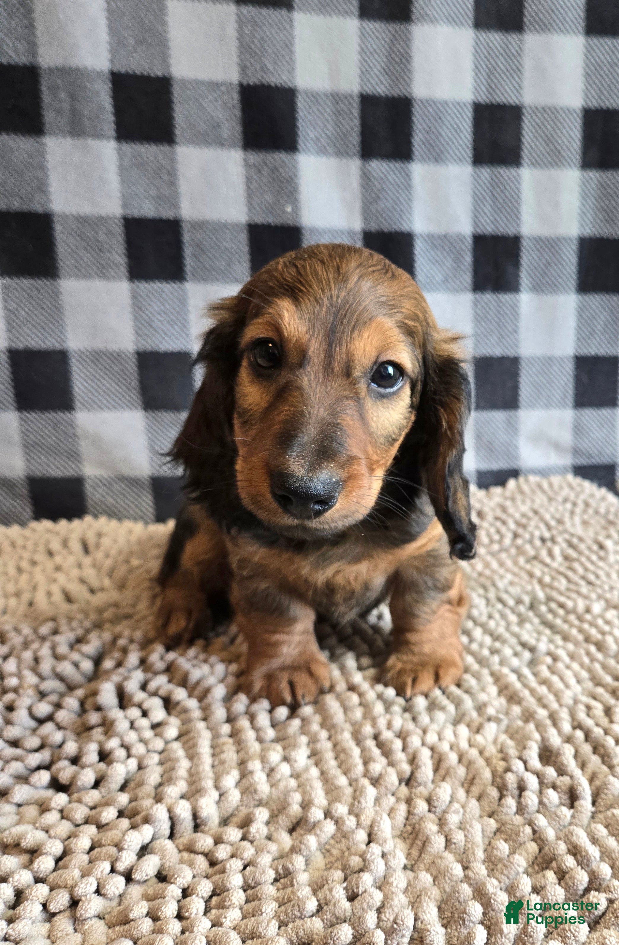 Miniature Dachshund dogs for sale: Tanner - Ad 3