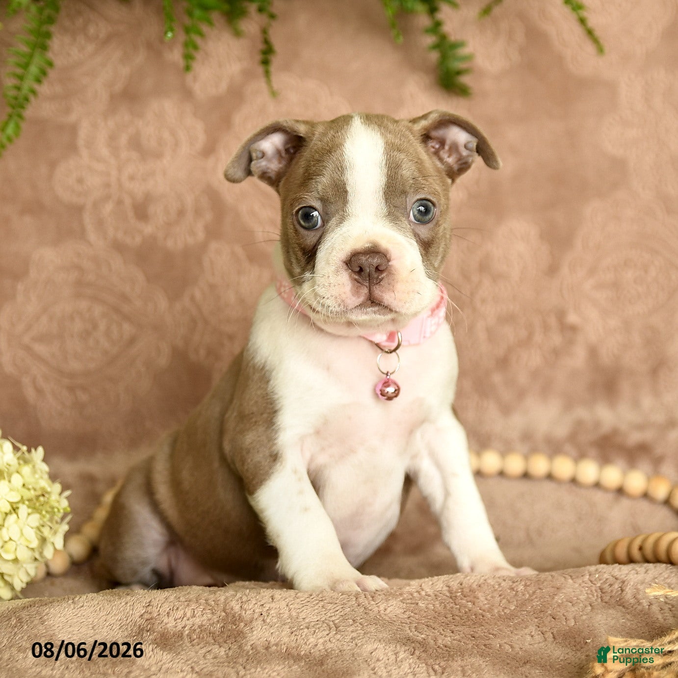 Boston Terrier dogs Minnie - Ad 1