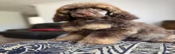 Standard Poodle dogs for sale: Hazel - Ad 3