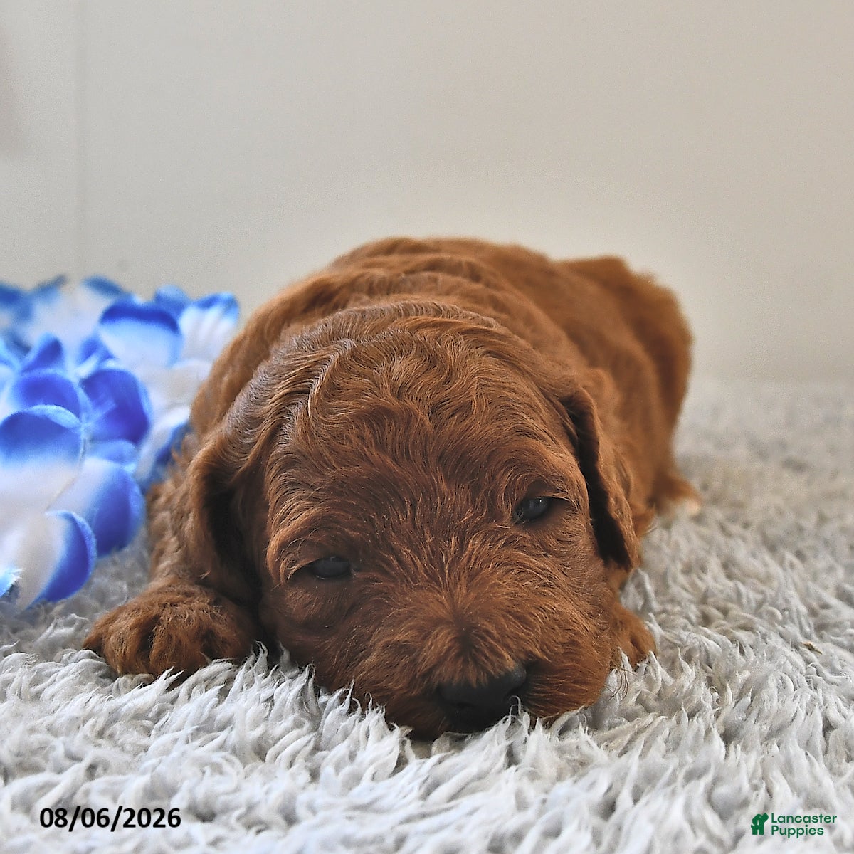 Mini Goldendoodle dogs Archie  - Ad 1