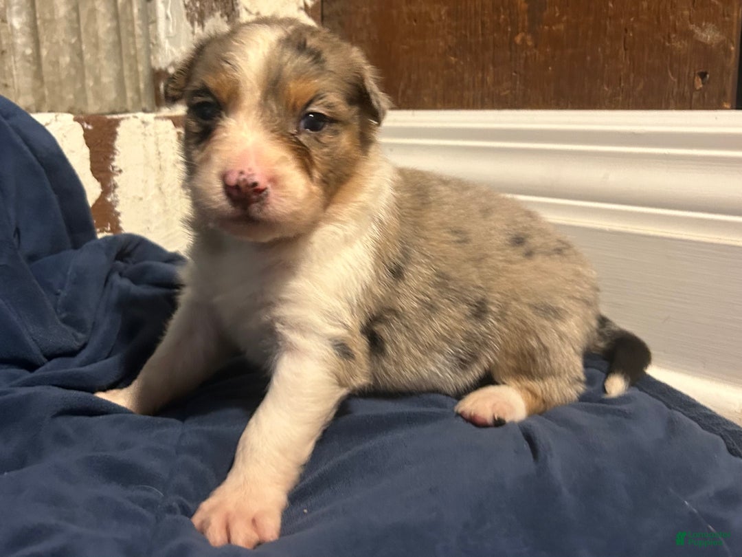 Australian Shepherd dogs for sale: Ruth - Ad 29