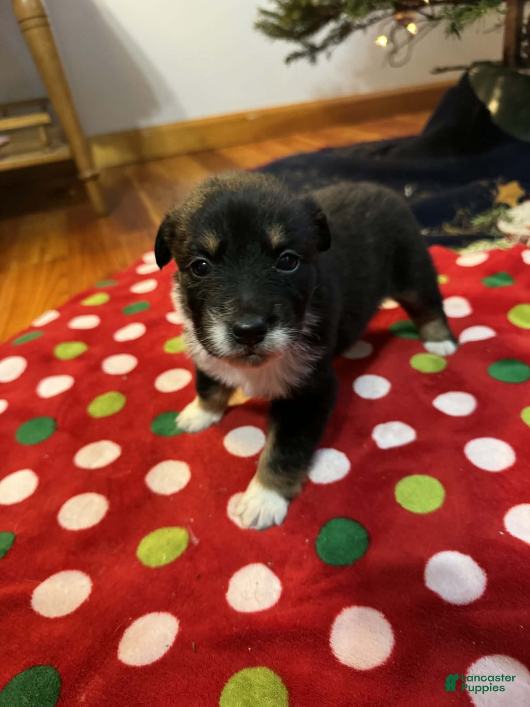 Australian Shepherd dogs for sale: Solstice - Ad 8