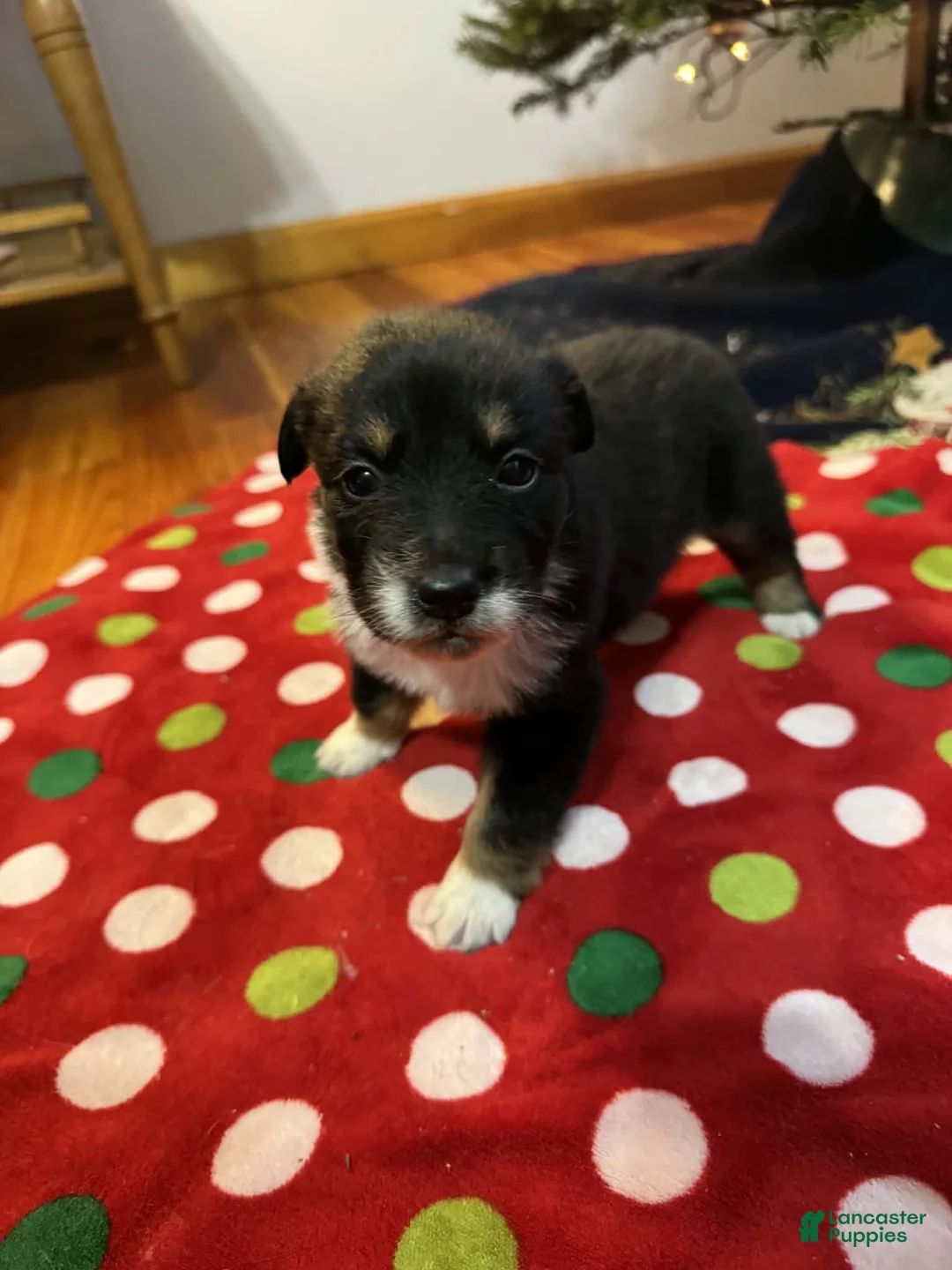 Australian Shepherd dogs for sale: Solstice - Ad 21