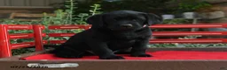 Labrador Retriever dogs for sale: Blackie - Ad 4