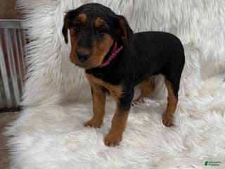 Airedale Terrier dogs Kit Airedale Terrier Puppy 3 - Ad 1