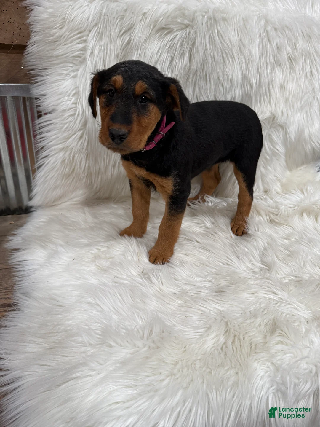 Airedale Terrier dogs for sale: Kit Airedale Terrier Puppy 3 - Ad 1