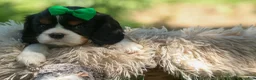 Cavalier King Charles Spaniel dogs for sale: Maxwell 🐾🐶 - Ad 10