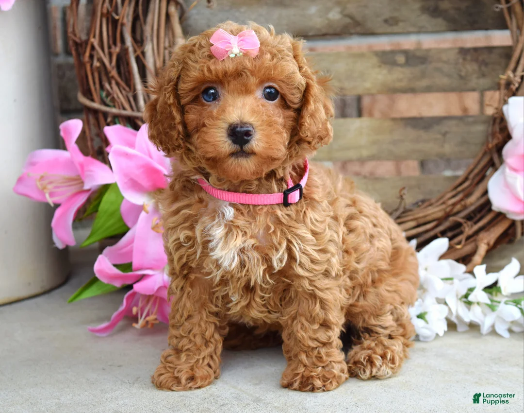Toy Poodle dogs for sale: Molly - Ad 1