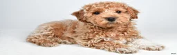 Bichpoo dogs for sale: Sophie - Ad 5