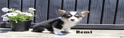 Welsh Corgi Pembroke dogs for sale: Remi - Ad 3
