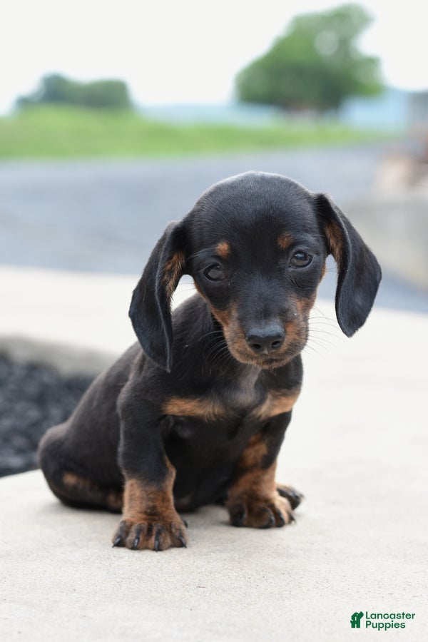 Miniature Dachshund dogs Yara - Ad 1