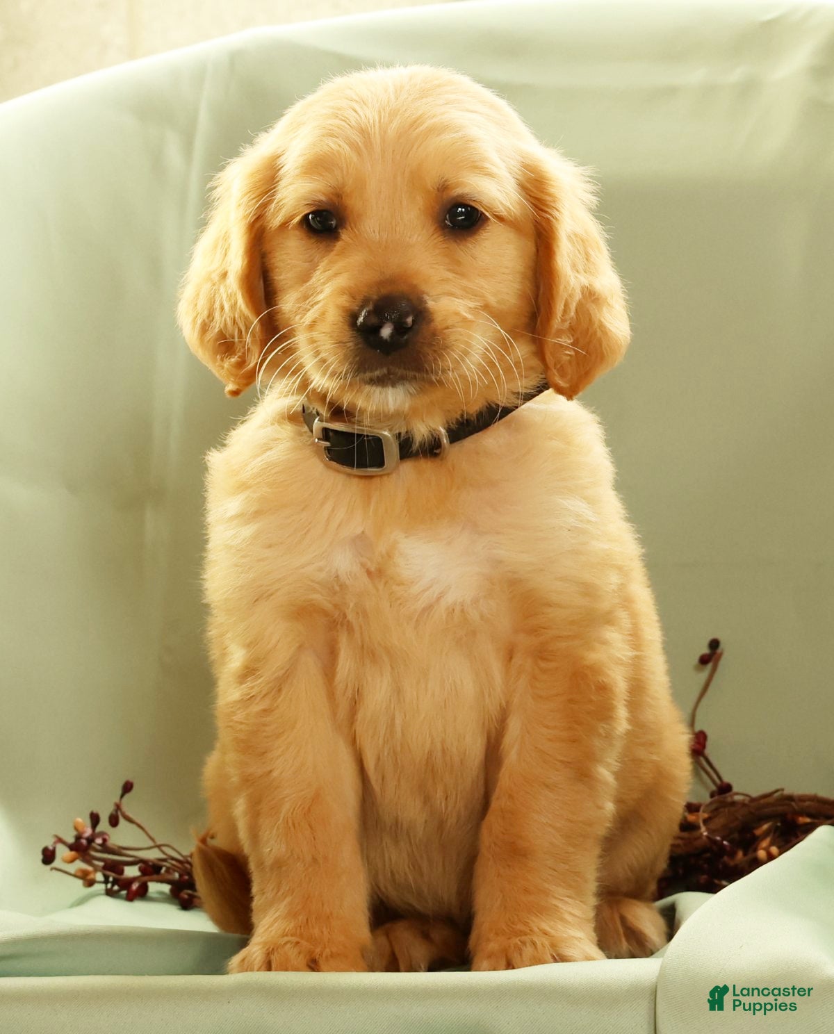 Golden Retriever dogs Joey - Ad 1