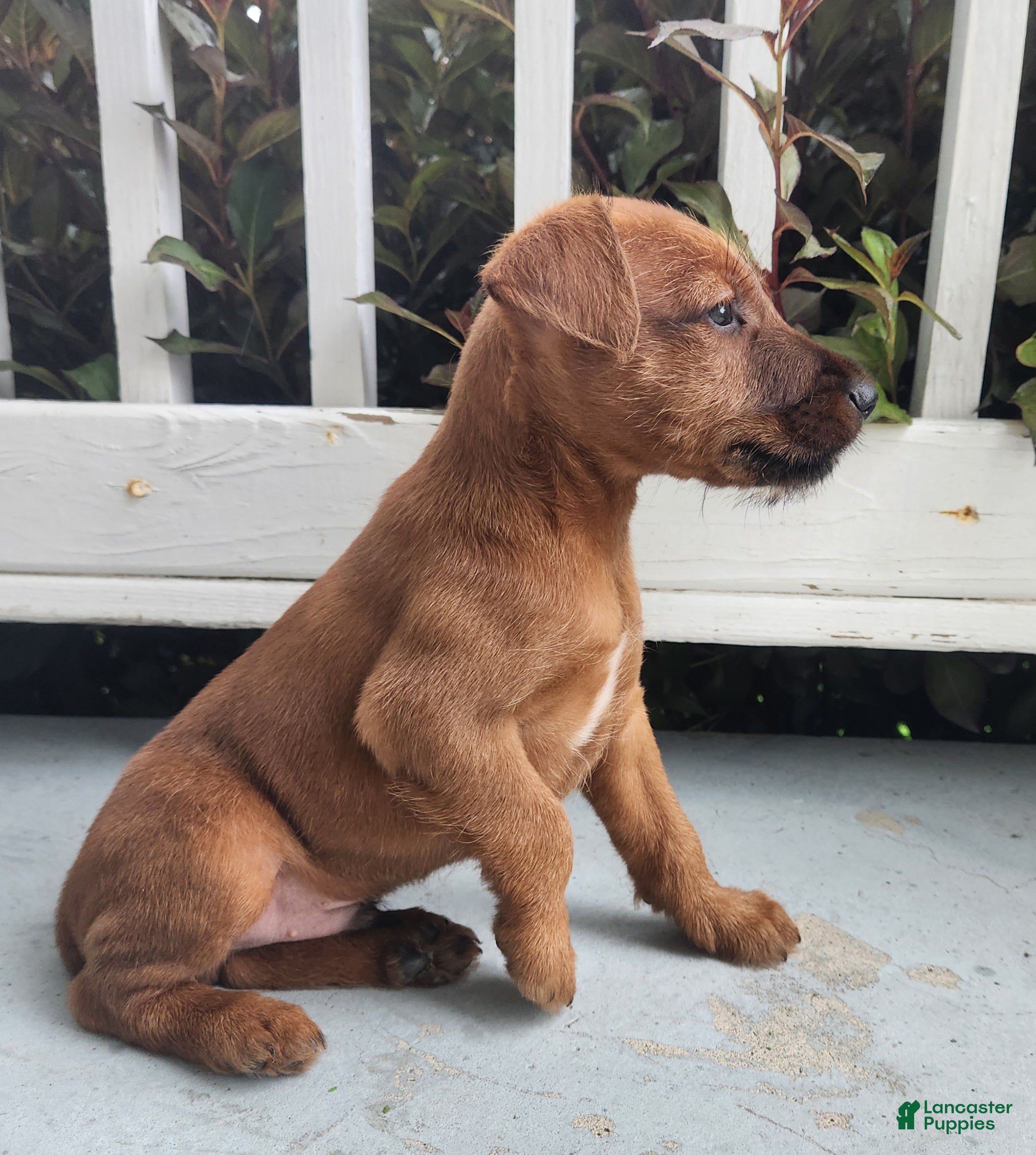 Irish Terrier dogs Rocco - Ad 1