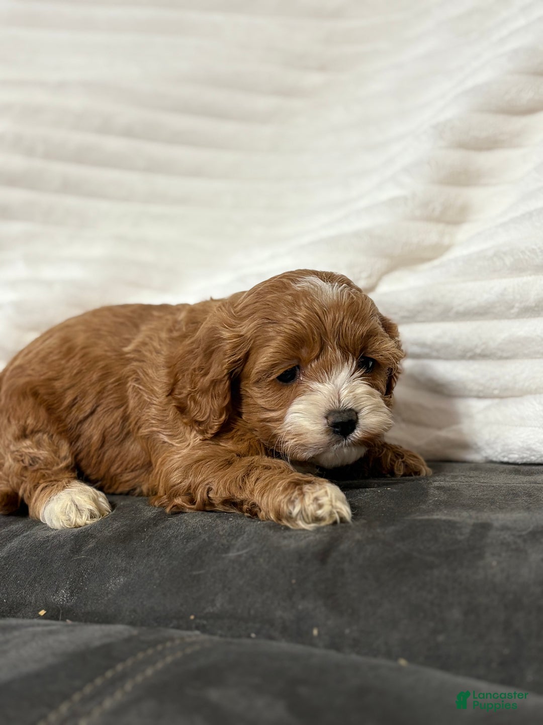 Cockapoo dogs for sale: Harper - Ad 4