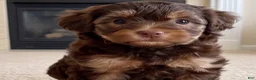 Yorkshire Terrier dogs for sale: Ava - Ad 4