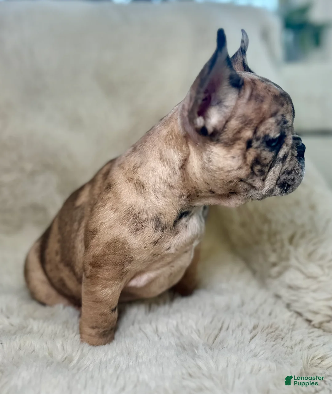 French Bulldog dogs for sale: Giselle - Ad 2