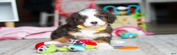 Mini Bernedoodle dogs for sale: Ryder - Ad 5