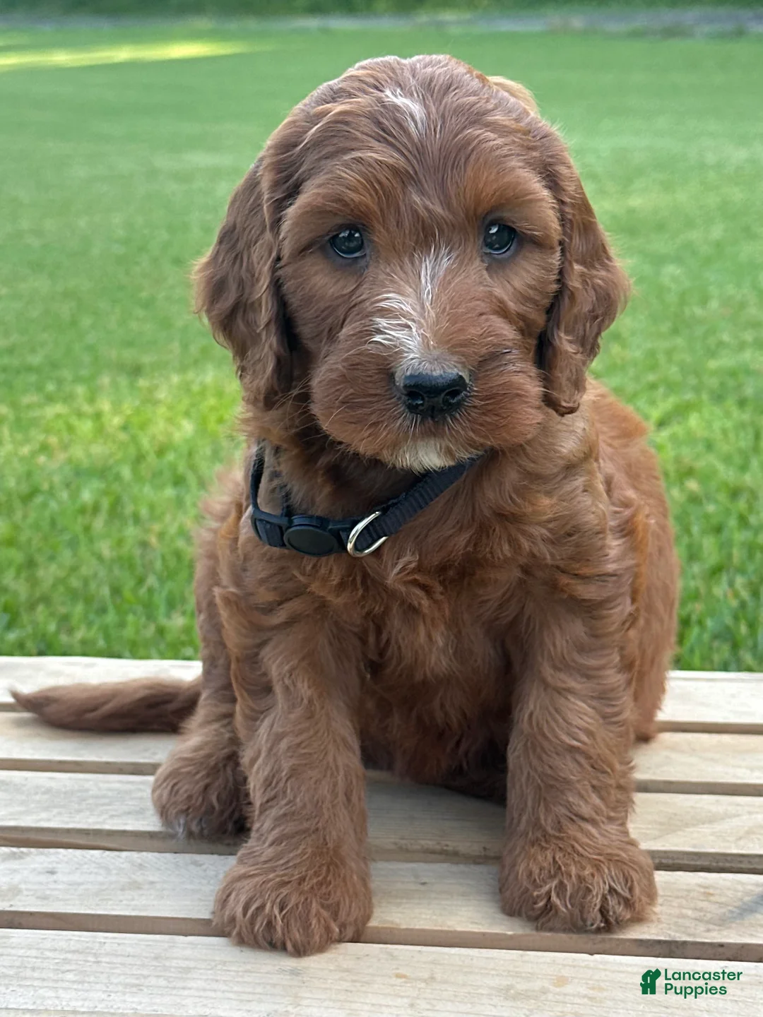 Irish Doodle dogs for sale: Ellie - Ad 2