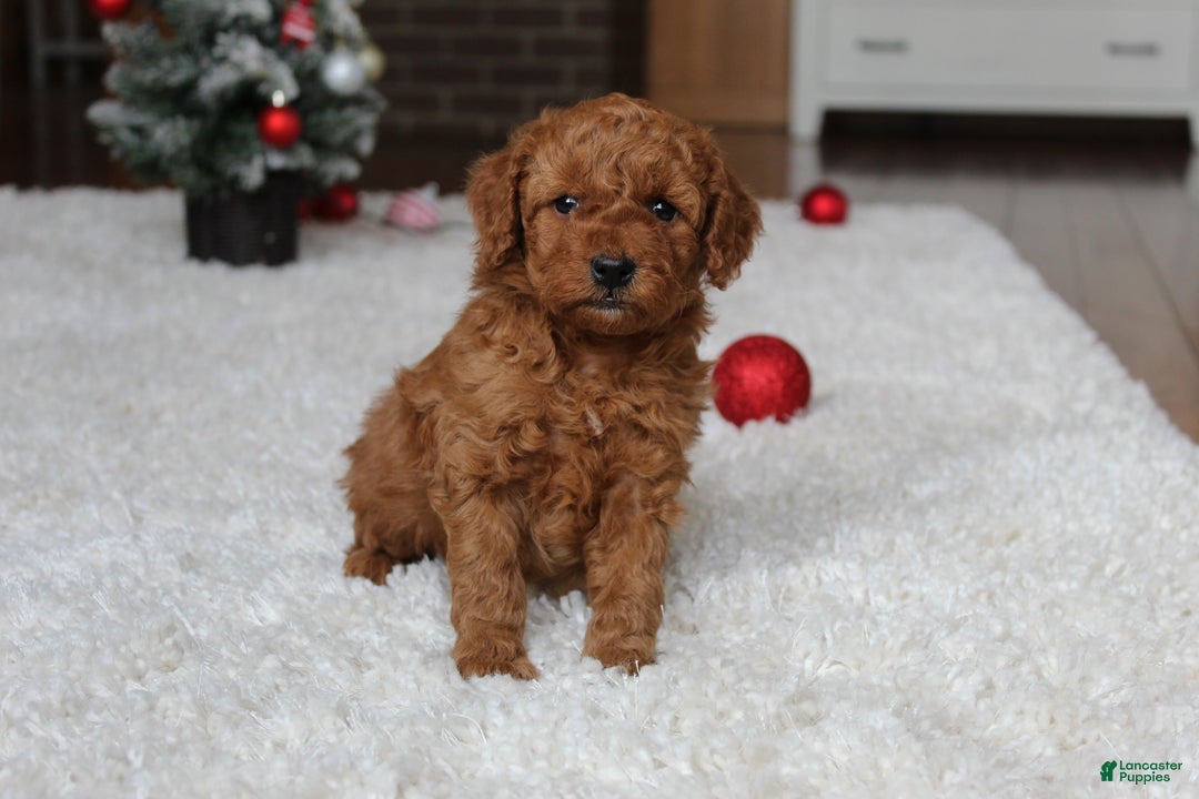 Cavapoochon dogs for sale: Millie - Ad 8