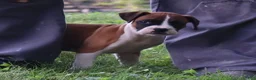 Boxer dogs for sale: Piper - Ad 10