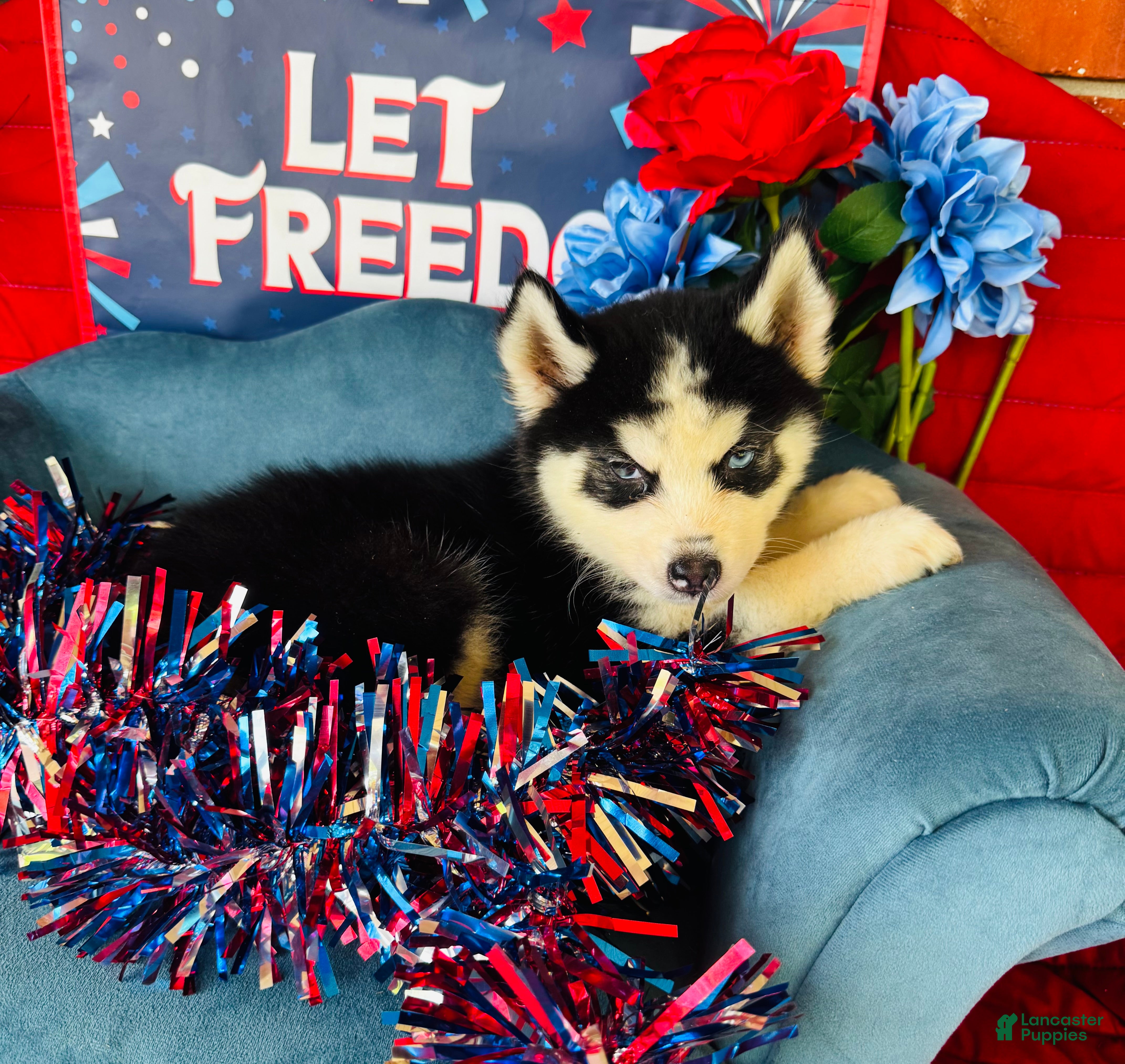 Siberian Husky dogs Romney - Ad 15