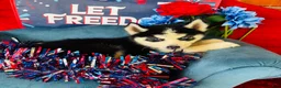 Siberian Husky dogs for sale: Romney - Ad 1