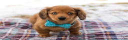 Miniature Dachshund dogs for sale: Leo - Ad 4